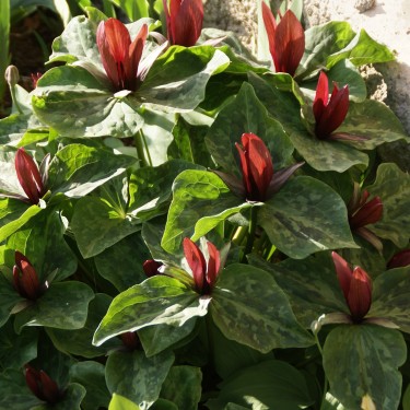 Trillium kurabayashii