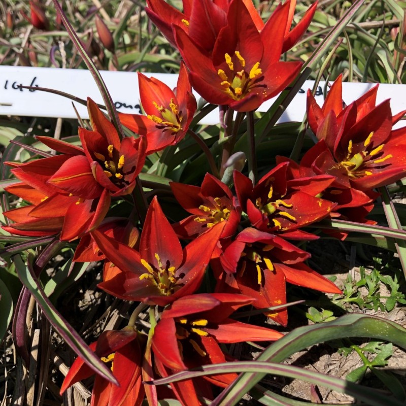Tulipa aucheriana 'Mara'