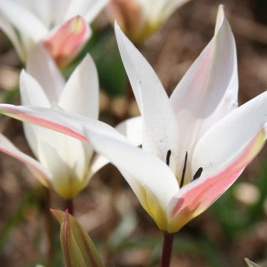 Tulipa clusiana var. cashmiriana