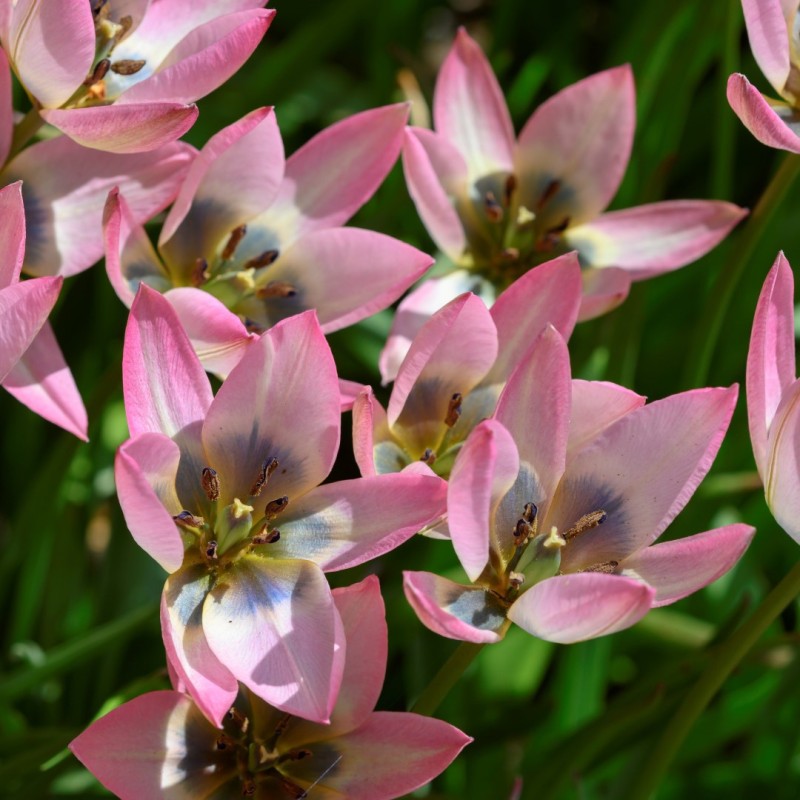Tulipa 'Danique' Tulipa 'Danique'