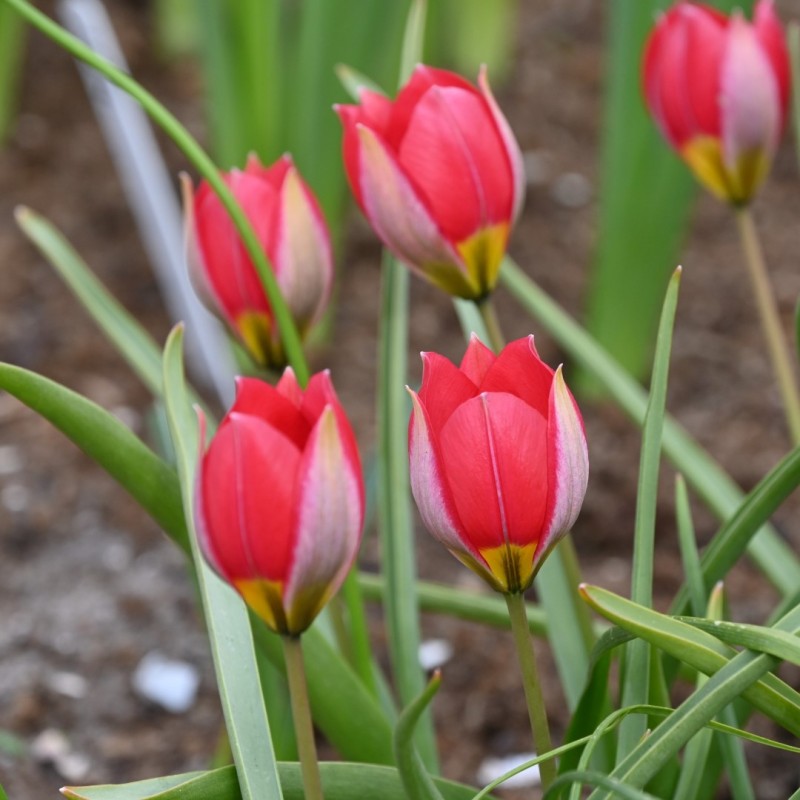 Tulipa humilis 'Red Beauty' Tulipa humilis 'Red Beauty'