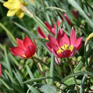 Tulipa humilis 'Red Beauty' Tulipa humilis 'Red Beauty'