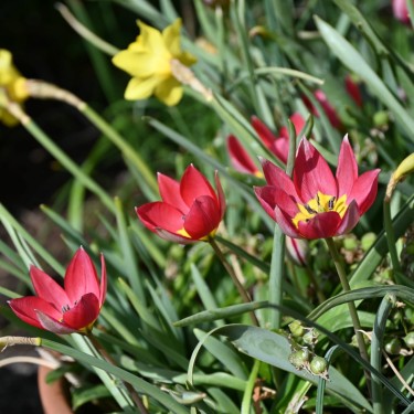 Tulipa humilis 'Red Beauty' Tulipa humilis 'Red Beauty'