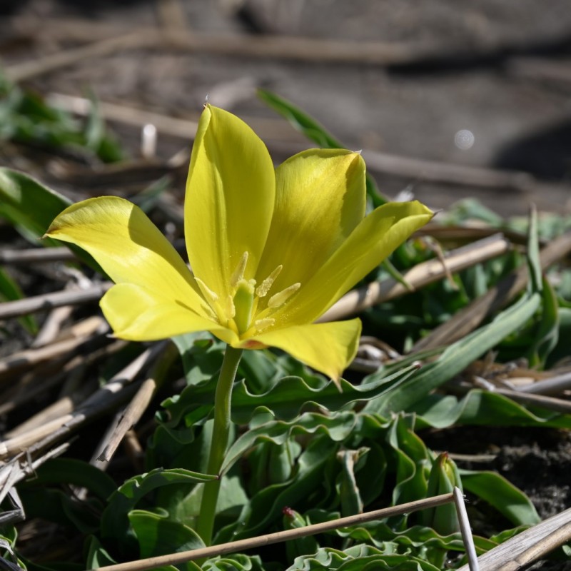 Tulipa zonneveldii Tulipa zonneveldii