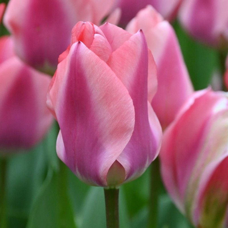 Tulipa 'Purple Purissima' Tulipa 'Purple Purissima'