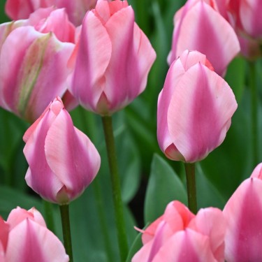 Tulipa 'Purple Purissima' Tulipa 'Purple Purissima'