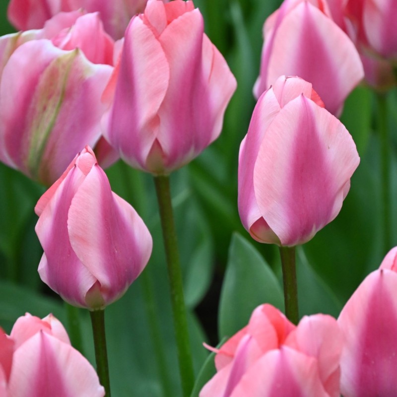 Tulipa 'Purple Purissima' Tulipa 'Purple Purissima'