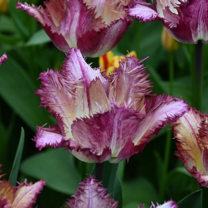 Tulipa 'Colour Fusion'® Tulipa 'Colour Fusion'®
