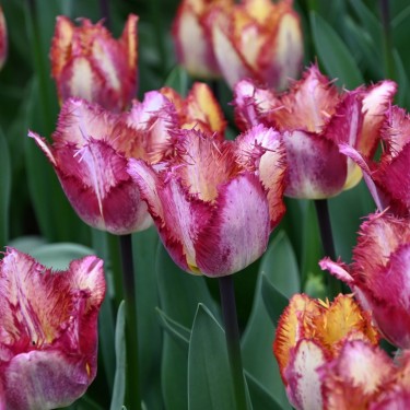 Tulipa 'Colour Fusion'® Tulipa 'Colour Fusion'®