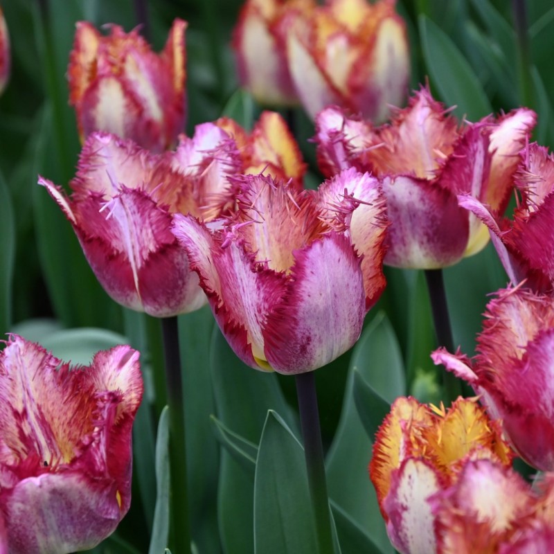 Tulipa 'Colour Fusion'® Tulipa 'Colour Fusion'®
