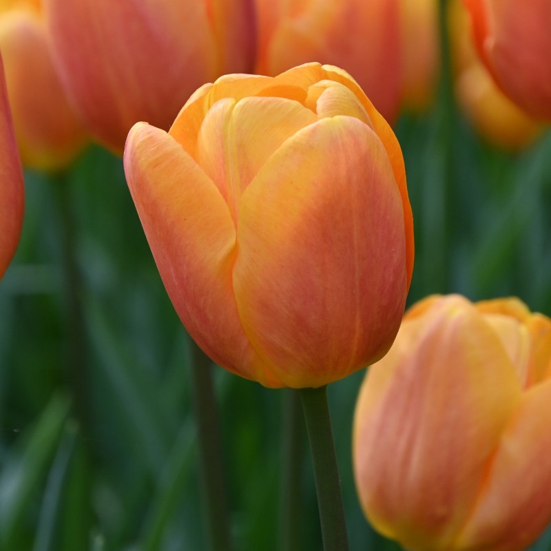 Tulipa 'Bellville' Tulipa 'Bellville'