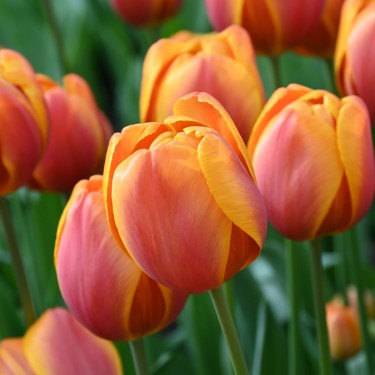 Tulipa 'Bellville' Tulipa 'Bellville'