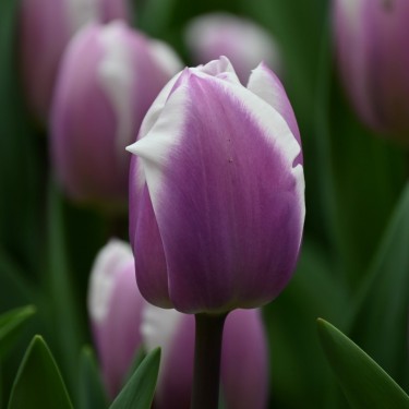 Tulipa 'Librije'