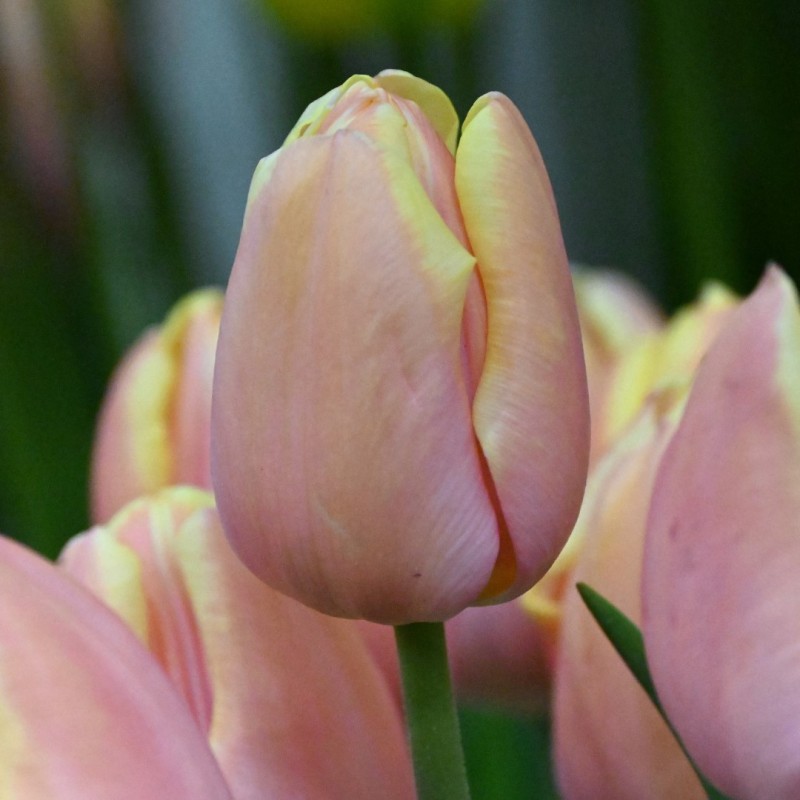 Tulipa 'Mango Charm' Tulipa 'Mango Charm'