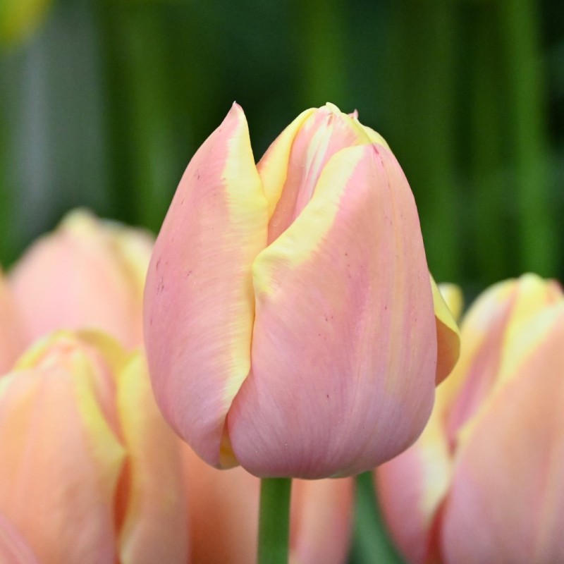 Tulipa 'Mango Charm' Tulipa 'Mango Charm'