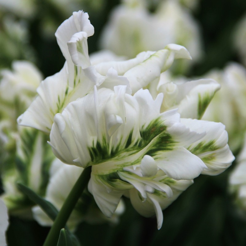 Tulipa 'Super Parrot' ®
