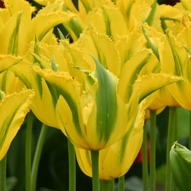 Tulipa 'Green Mile' Tulipa 'Green Mile'