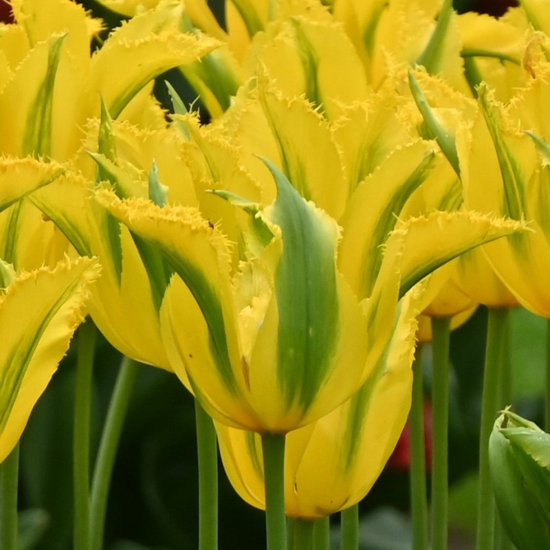 Tulipa 'Green Mile' Tulipa 'Green Mile'