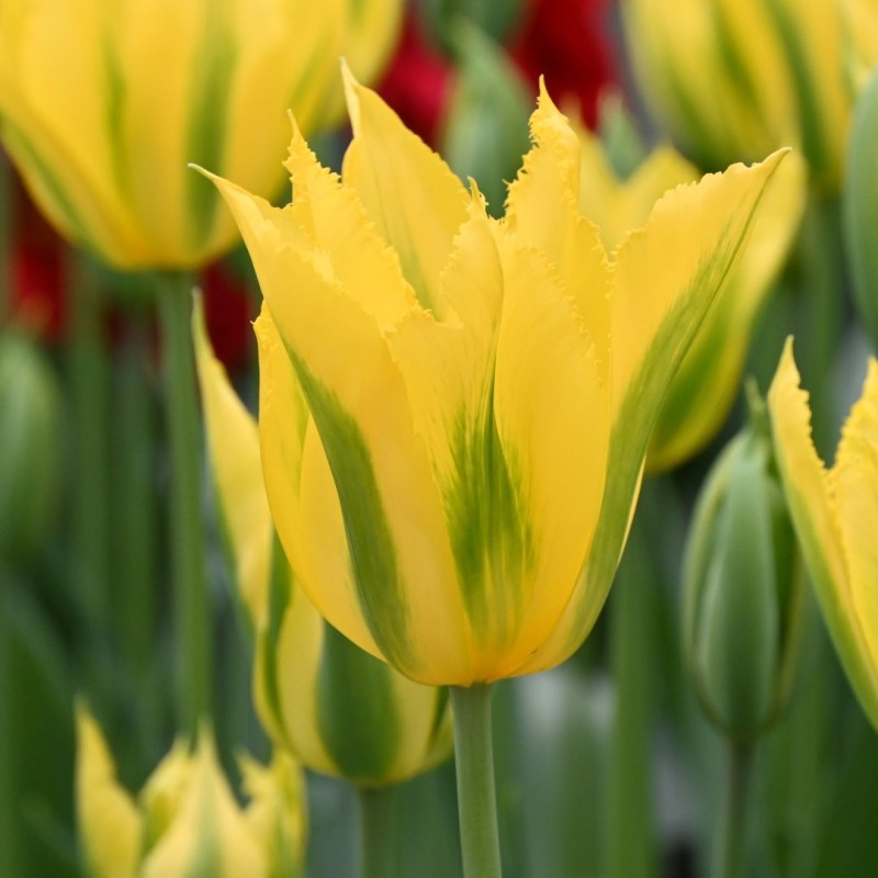 Tulipa 'Green Mile' Tulipa 'Green Mile'