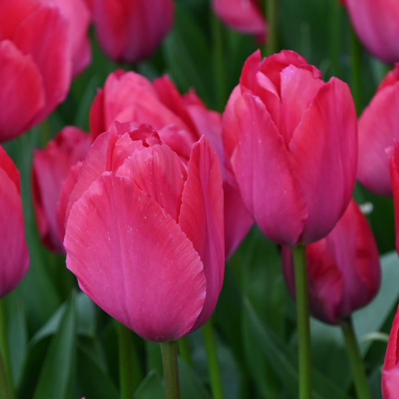 Tulipa 'Lady van Eijk' Tulipa 'Lady van Eijk'