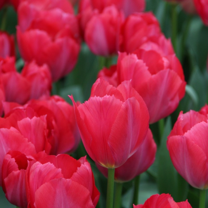 Tulipa 'Lady van Eijk' Tulipa 'Lady van Eijk'