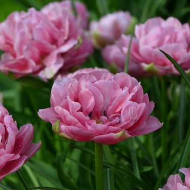 Tulipa 'Aveyron' Tulipa 'Aveyron'