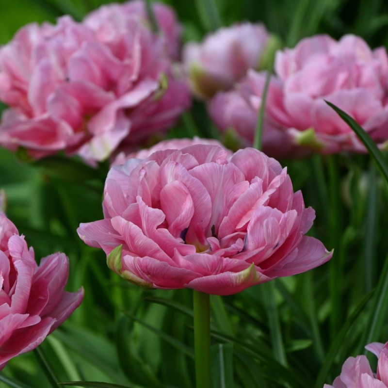 Tulipa 'Aveyron' Tulipa 'Aveyron'