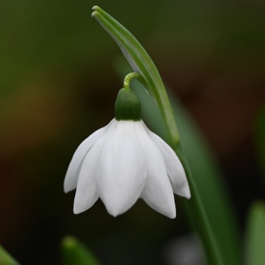 Galanthus 'Godfrey Owen'