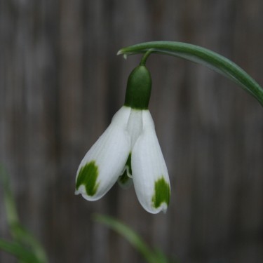 Galanthus 'Green of Hearts' Galanthus 'Green of Hearts'