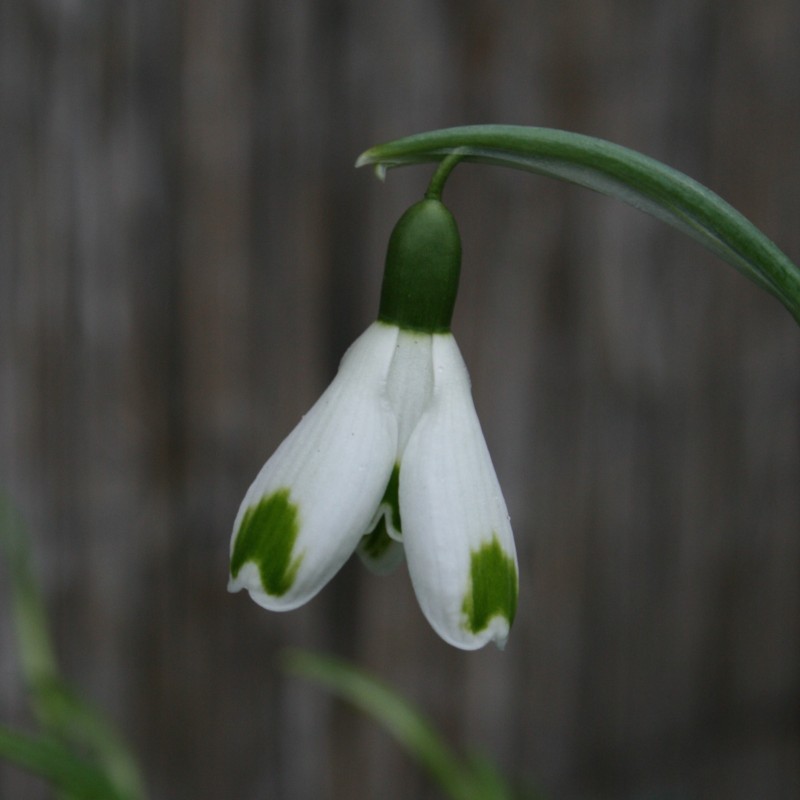 Galanthus 'Green of Hearts' Galanthus 'Green of Hearts'
