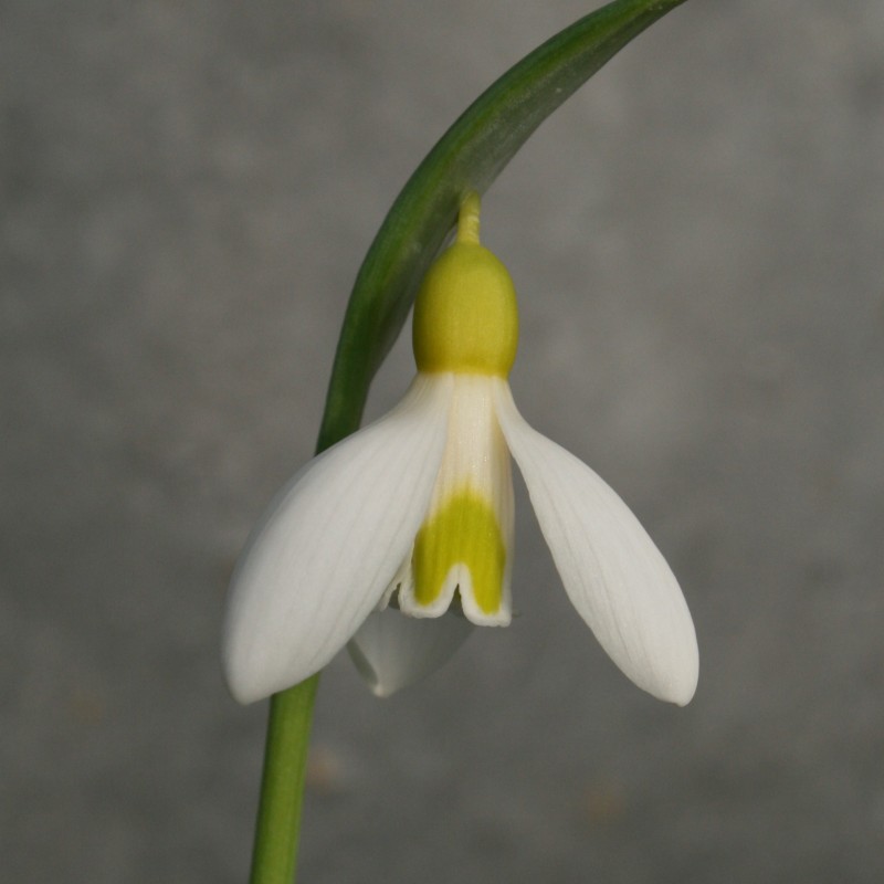 Galanthus 'Sarah Dumont' Galanthus 'Sarah Dumont'