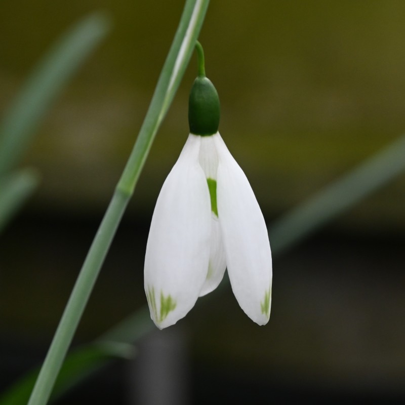 Galanthus 'Chantry Green Twins' Galanthus 'Chantry Green Twins'