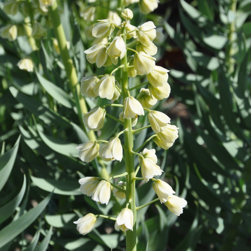 Fritillaria persica 'Ivory Bells' Fritillaria persica 'Ivory Bells'