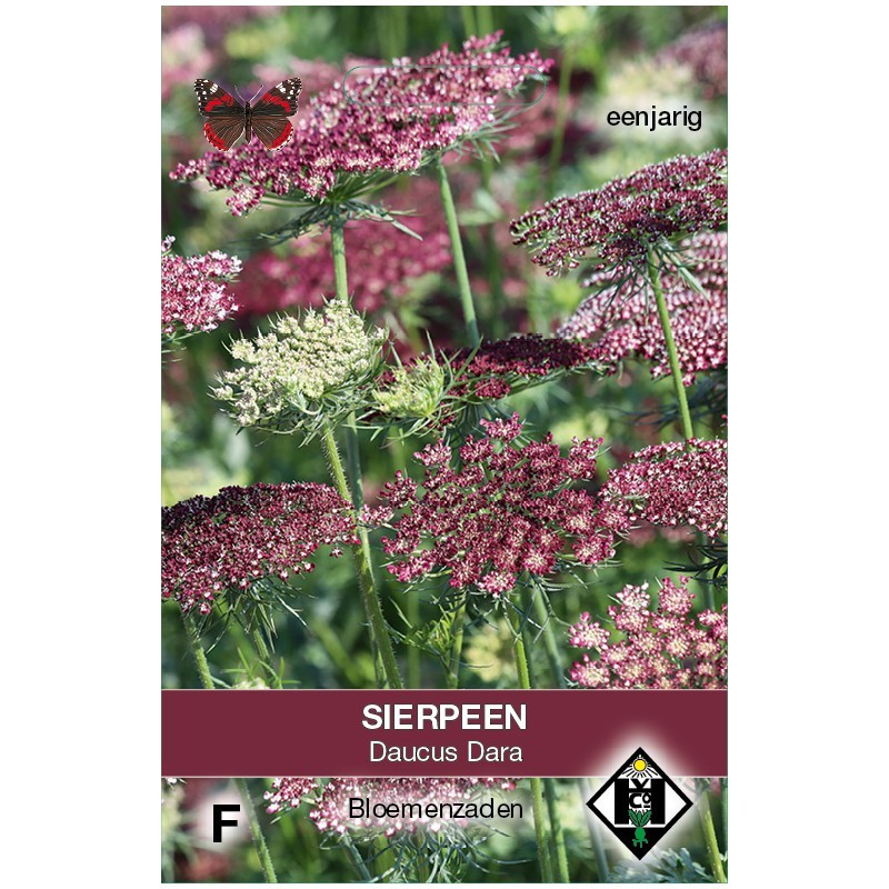 Daucus carota 'Dara' -zaden- Daucus carota 'Dara' -zaden-