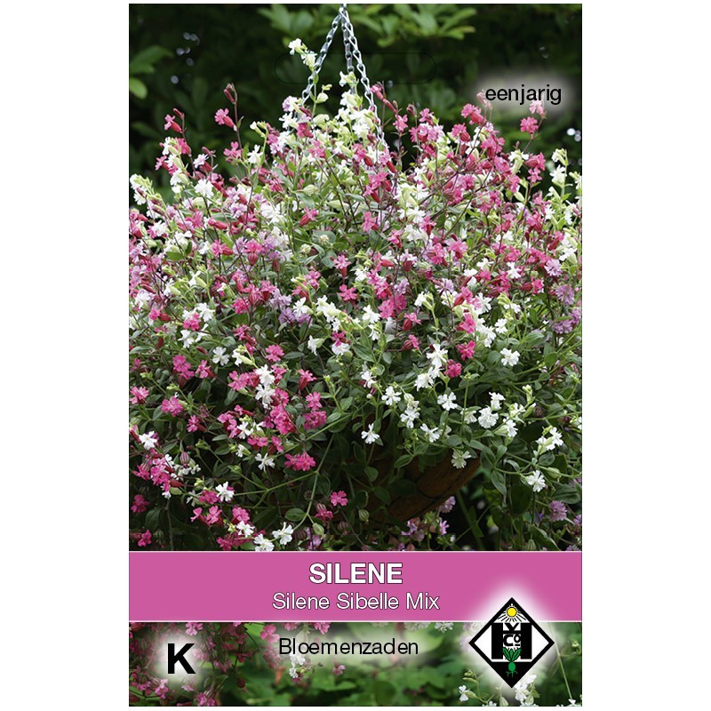 Silene pendula 'Sibella Mix' -zaden- Silene pendula 'Sibella Mix' -zaden-