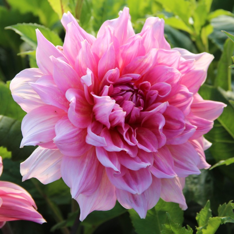 Dahlia 'Otto's Thrill' Dahlia 'Otto's Thrill'