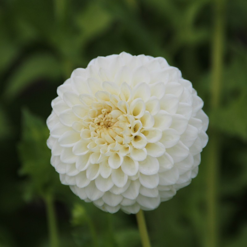 Dahlia 'Ryecroft Jan' Dahlia 'Ryecroft Jan'