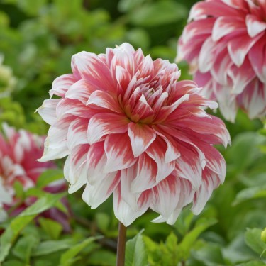 Dahlia 'Frost Nip' Dahlia 'Frost Nip'