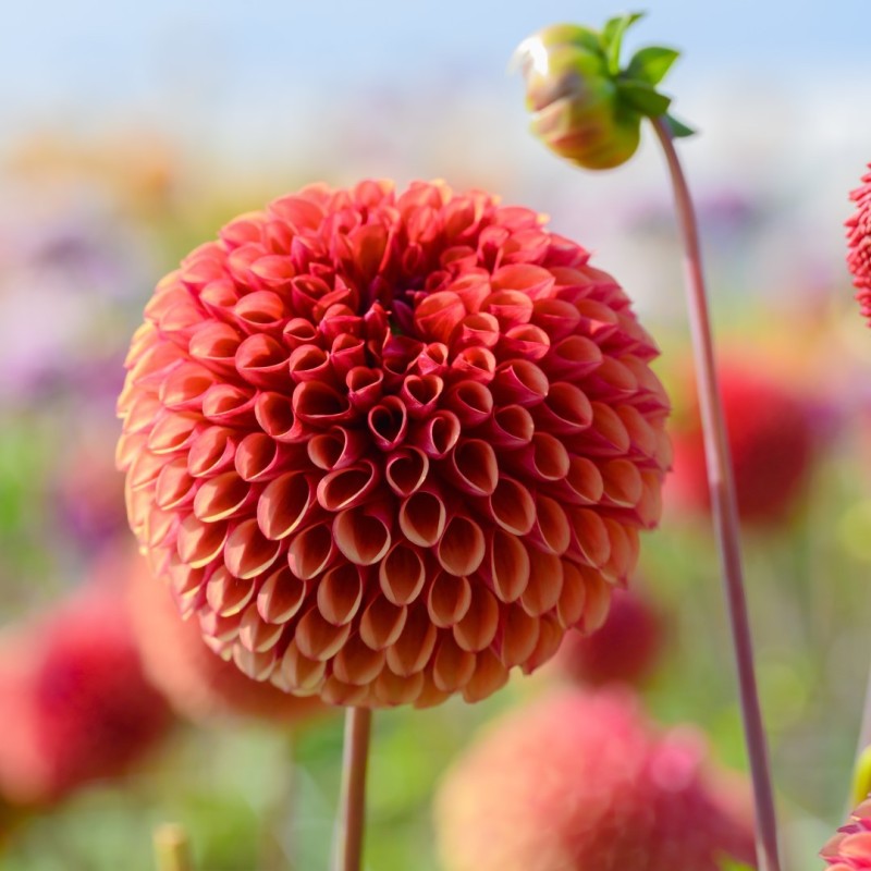 Dahlia 'Copperboy'