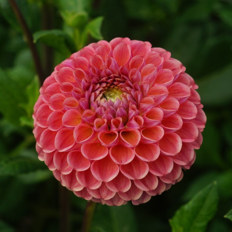 Dahlia 'Caitlin's Joy' Dahlia 'Caitlin's Joy'