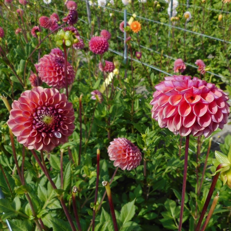 Dahlia 'Caitlin's Joy' Dahlia 'Caitlin's Joy'