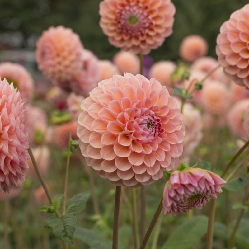 Dahlia 'Linda's Baby ®' Dahlia 'Linda's Baby ®'