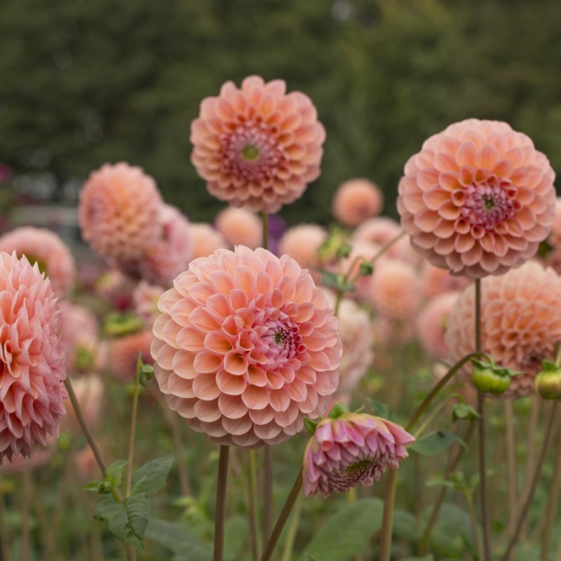 Dahlia 'Linda's Baby ®' Dahlia 'Linda's Baby ®'