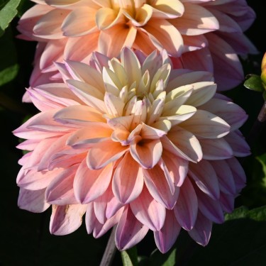 Dahlia 'Mondriaan'