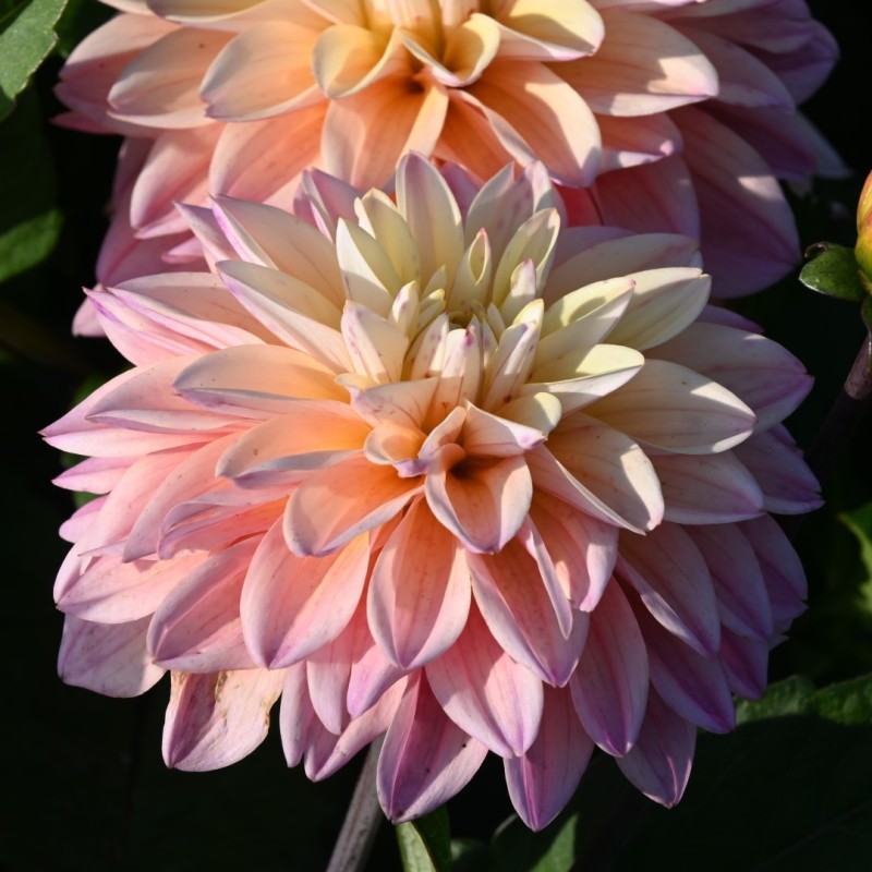 Dahlia 'Mondriaan'