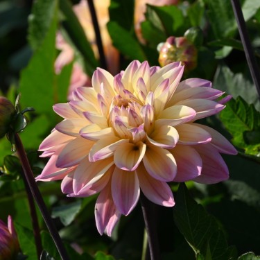 Dahlia 'Mondriaan'