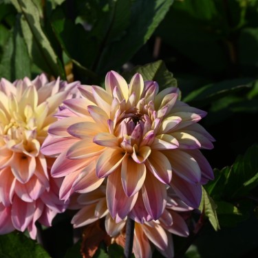 Dahlia 'Mondriaan'
