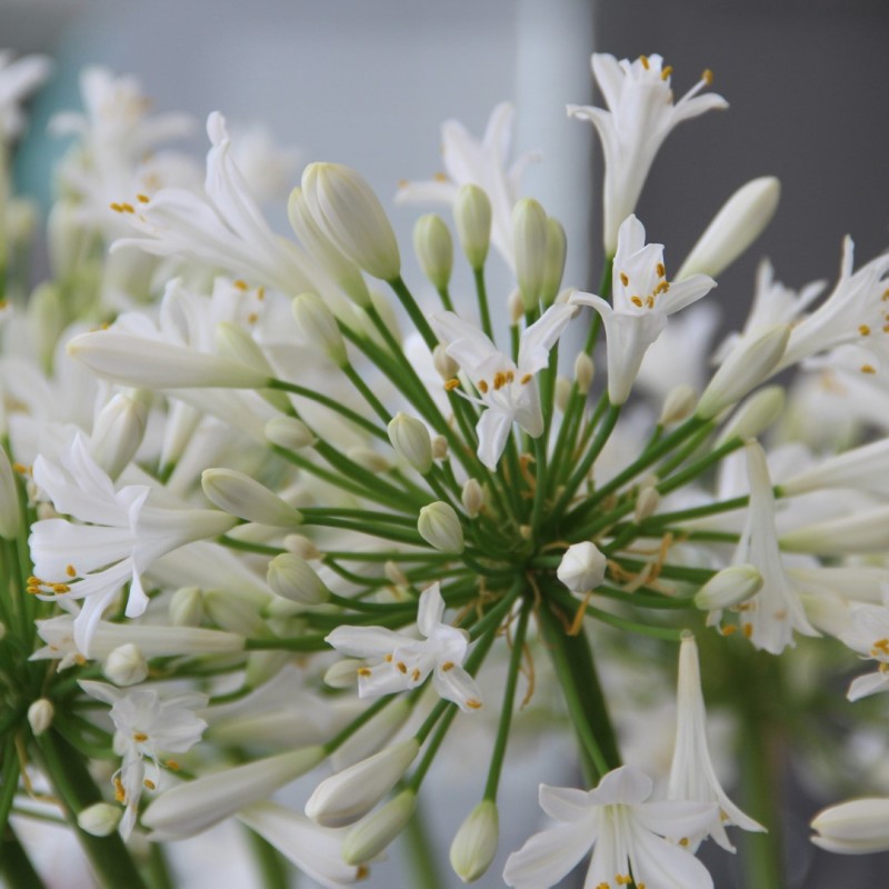 Agapanthus 'Polar Ice' Agapanthus 'Polar Ice'
