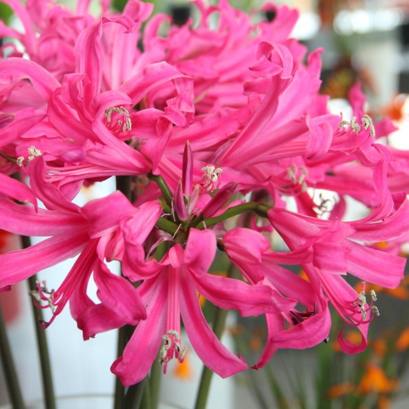 Amarine Belladiva 'Anastasia' Amarine Belladiva 'Anastasia'