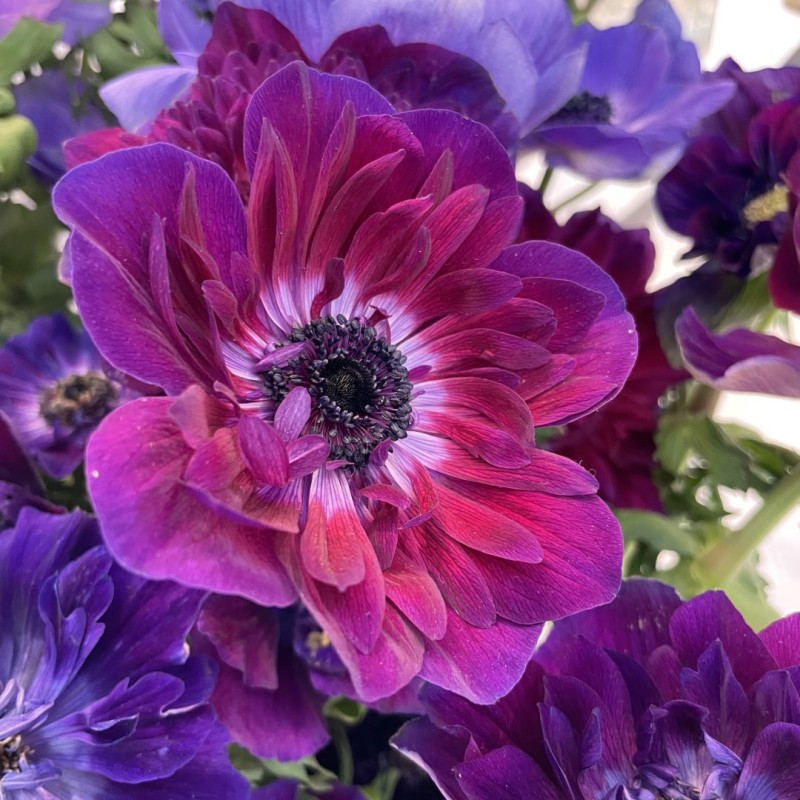 Anemone coronaria MISTRAL® 'Bordeaux' Anemone coronaria MISTRAL® 'Bordeaux'